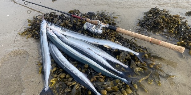 Seks hornfisk ligger på stranden ved siden af en fiskestang. Foto: Fishing Zealand.