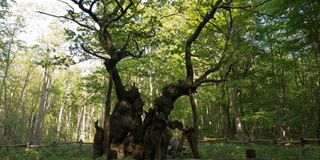 Kongeegen i Jægerspris. Foto: Frederikssund Kommune, Kenneth Jensen.