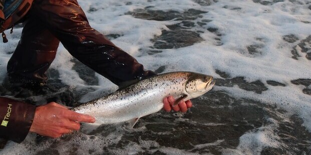 Lystfisker fremviser en havørred. Foto: Fishing Zealand.