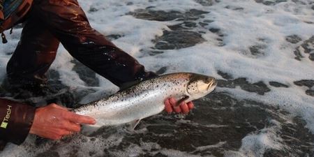 Lystfisker fremviser en havørred. Foto: Fishing Zealand.