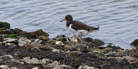 Strandskadeunge på Kølholm. Foto: Erik Mandrup Jacobsen, WSP.
