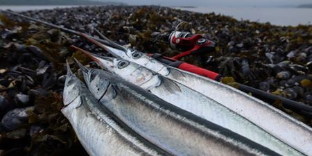 Fire hornfisk på land. Foto: Fishing Zealand.