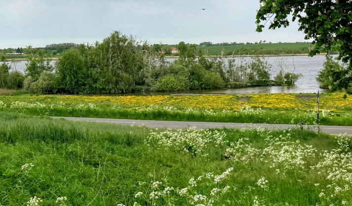 Grønt område med mælkebøtter ud til fjorden. Foto: Frederikssund Kommune.