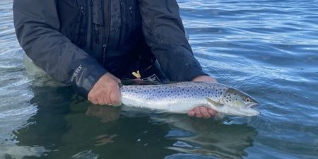 Lystfisker holder en blank ørred i vandoverfladen. Foto: Fishing Zealand.