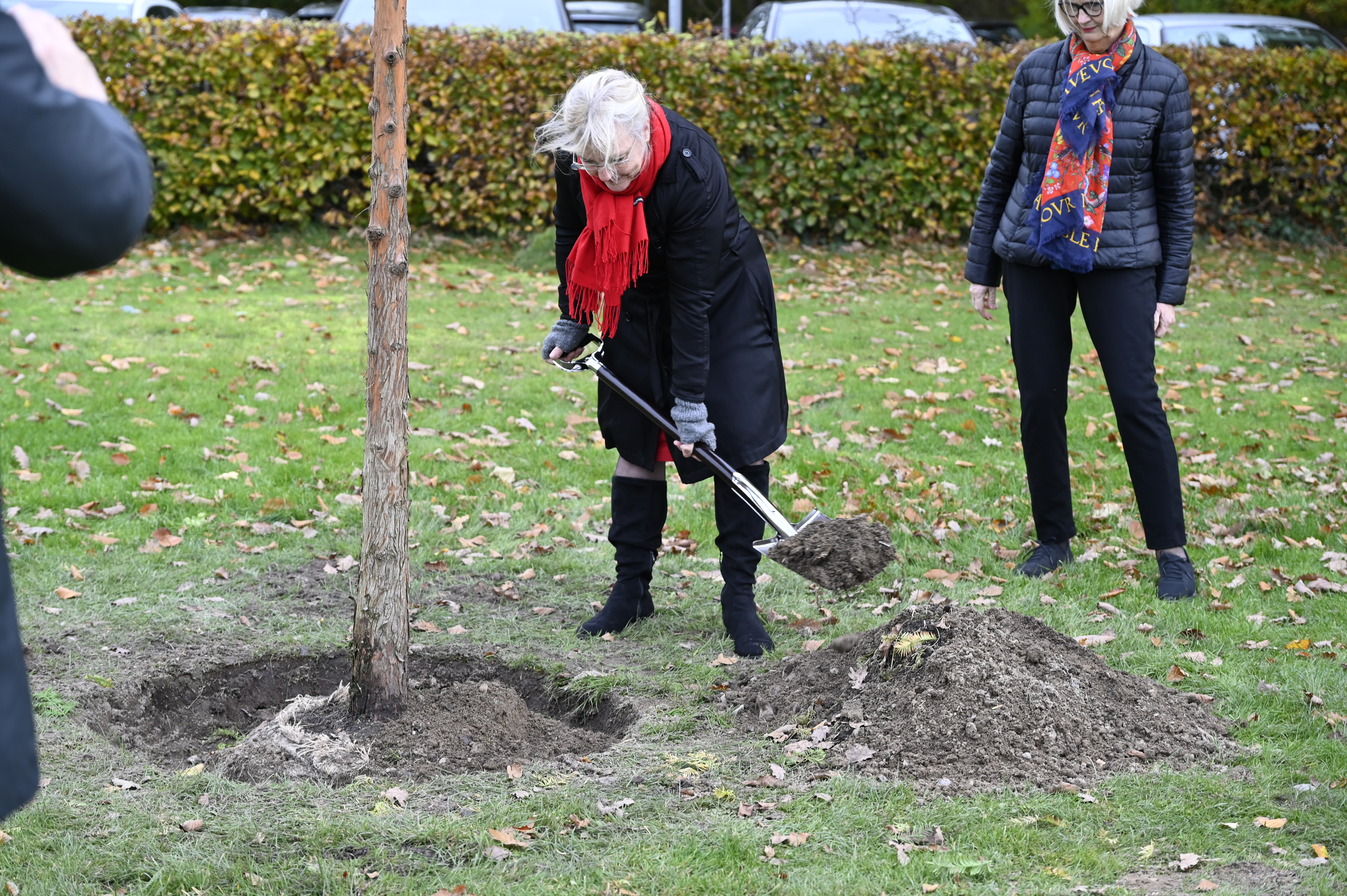 Et træ plantes. Foto: Frederikssund Kommune