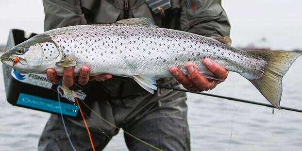 Lystfisker fremviser en stor havørred. Foto: Fishing Zealand.