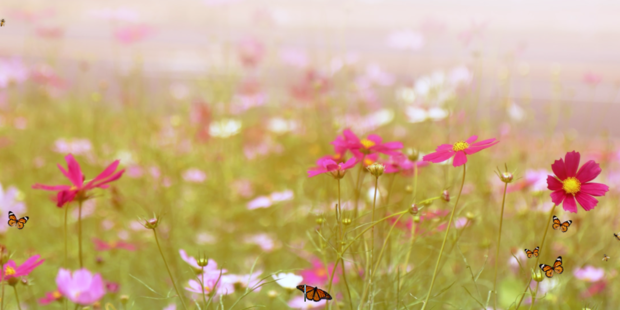 Blomstrende eng med hvide og lyserøde blomster. Foto: Frederikssund Kommune.