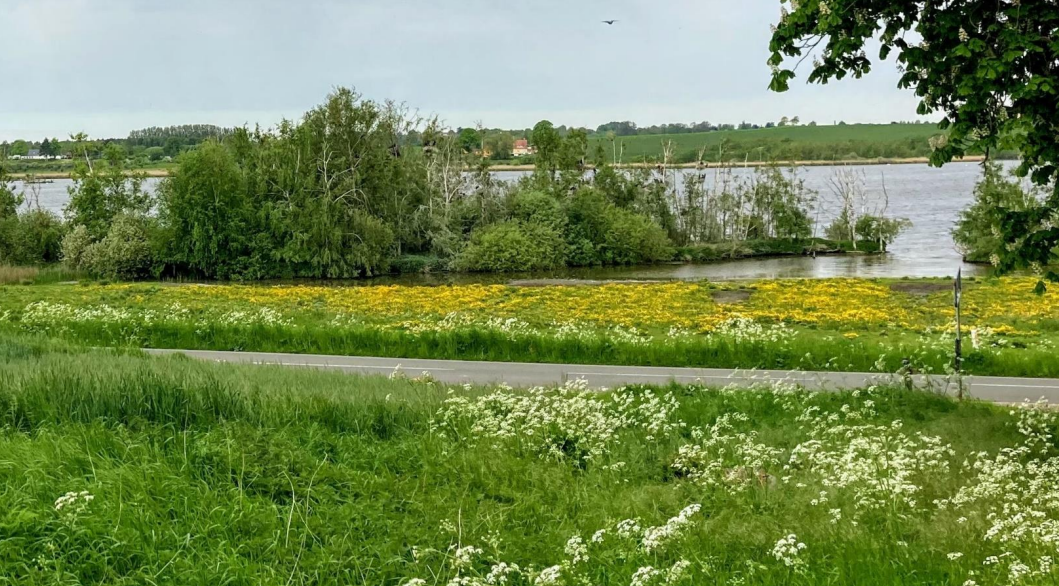 Blomstereng med kig ud over fjorden. Foto: Frederikssund Kommune.
