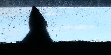 Billede af rotte. Foto: Frederikssund Kommune