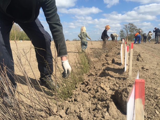 Naturstyrelsen havde linet alle de mange udplantningsplanter op i en lang række. 18 forskellige arter i alt. Foto: Frederikssund Kommune.