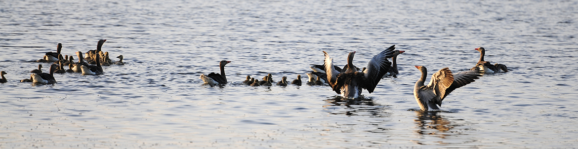 Gæs strækker vinger. Foto: Kenneth Jensen.