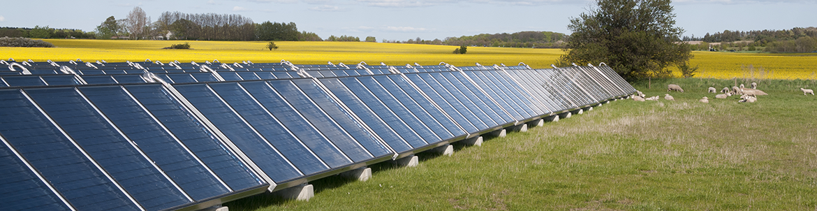 Solfangere i Jægerspris. Foto: Kenneth Jensen.
