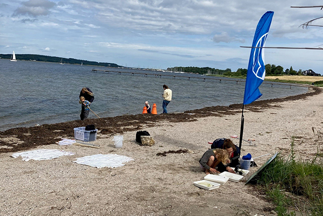 Blå flag-aktivitet på Marbæk Strand. Foto: Frederikssund Kommune.