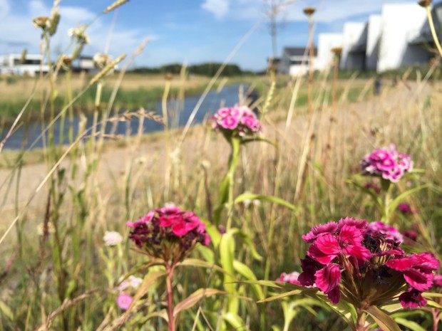 Sommerblomster i vejgrøften i Deltakvarteret i Vinge. Foto: Frederikssund Kommune.