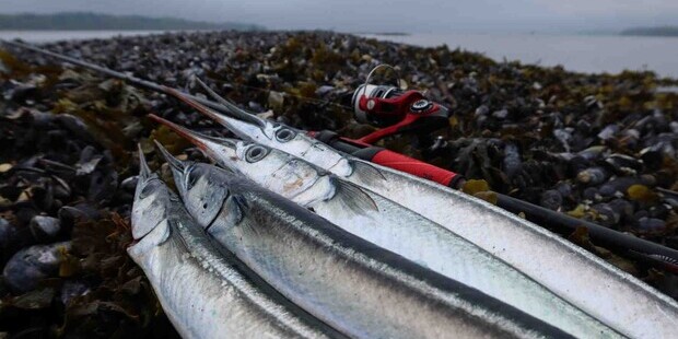 Fire hornfisk og en fiskestang ligger på kysten. Foto: Fishing Zealand.