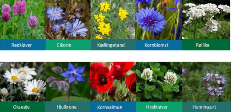Billedcollage med en række forskellige planter herunder, Cikorie, Kornblomst og Røllike. Foto: Nordsjællands Landboforening.