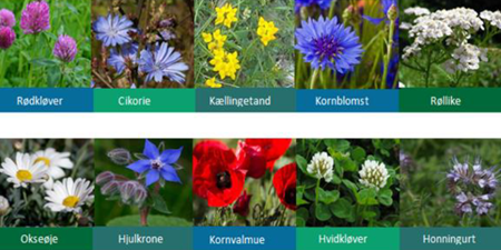 Billedcollage med en række forskellige planter herunder, Cikorie, Kornblomst og Røllike. Foto: Nordsjællands Landboforening.