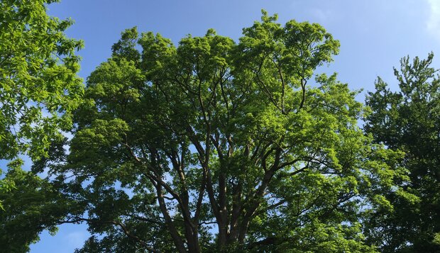 Trækroner ses mod en blå himmel. Foto: Frederikssund Kommune.
