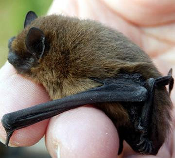 Dværgflagermus. Foto: Danmarks Naturfredningsforening.