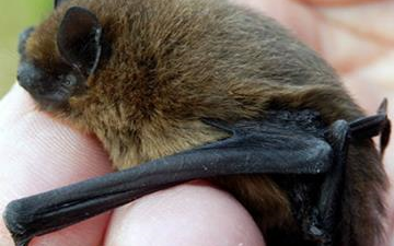 Dværgflagermus. Foto: Danmarks Naturfredningsforening.