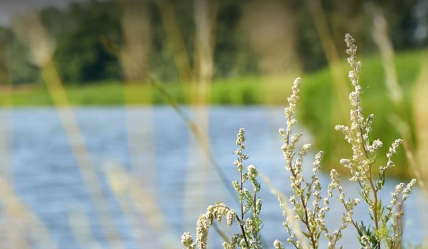 En fjord med siv i forgrunden. Foto: Novafos.