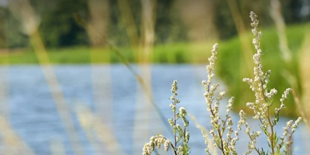 En fjord med siv i forgrunden. Foto: Novafos.