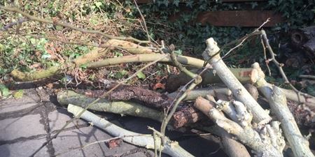 Grene og kvas på en terrasse. Foto: Frederikssund Kommune.