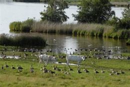 Fugle og kvæg ved Selsø Sø - foto Jørn Dannesboe