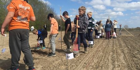 Børnene fra SFO’en på Slangerup Skole Afd. Lindegård gik til den med spaderne. Foto: Frederikssund Kommune.