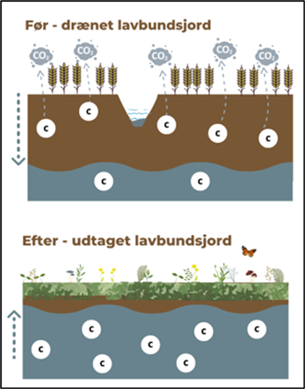 Lavbundsjorde, drænet og vandmættet