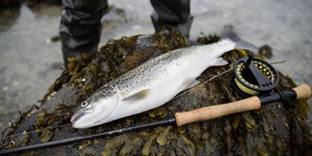 Havørred liggende på stranden ved siden af fiskestang. Foto: Anders Nicander.