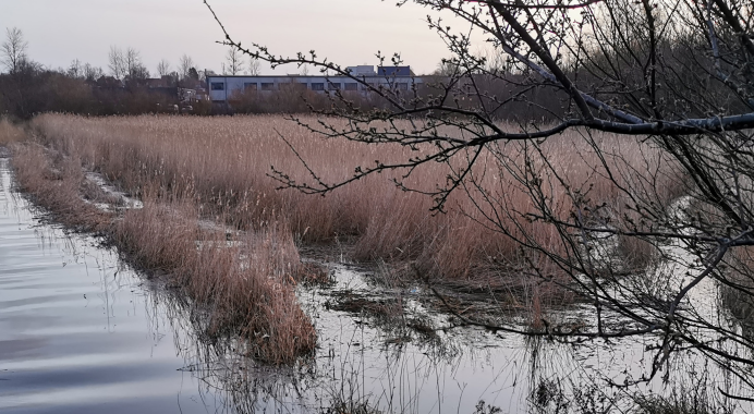 Oversvømmet rørskov ved vintertid. Foto: Frederikssund Kommune.