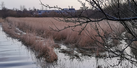 Oversvømmet rørskov ved vintertid. Foto: Frederikssund Kommune.