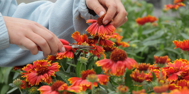 Rødt blomsterflor. Foto: Frederikssund Kommune.