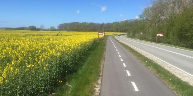 Kulhuscykelstiens forløb langs en blomstrende gul rapsmark. Foto: Frederikssund Kommune.