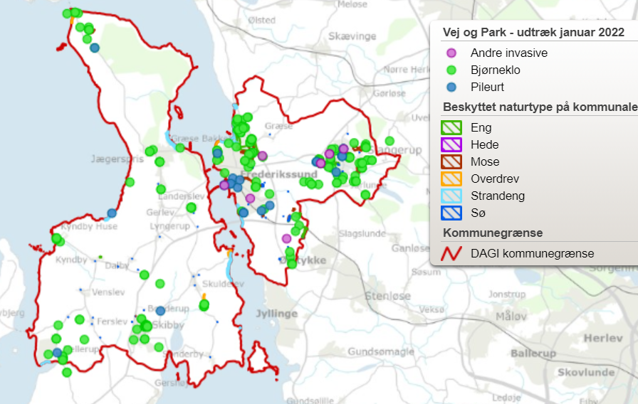 Kort over forekomster af Bjørneklo i kommunen. Grafik: Frederikssund Kommune.