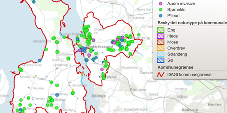 Kort over forekomster af Bjørneklo i kommunen. Grafik: Frederikssund Kommune.