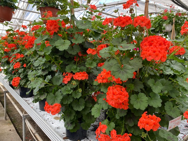 Pelargonier i fuld blomst. Foto: Frederikssund Kommune.