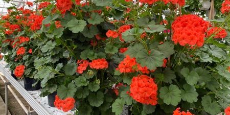 Pelargonier i fuld blomst. Foto: Frederikssund Kommune.