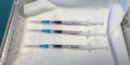 Tre vacciner i en foliebakke. Foto: Frederikssund Kommune.