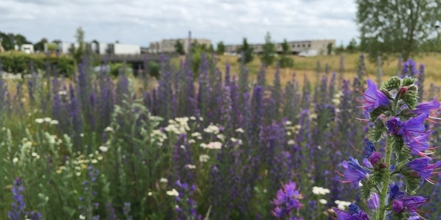 Vilde blomster på en eng i Vinge. Foto: Frederikssund Kommune.