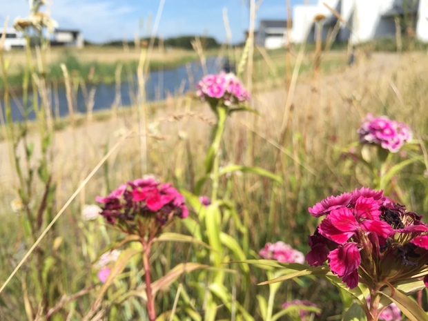 Blomstertæppe i grøftekanten med huse i baggrunden. Foto: Frederikssund Kommune.