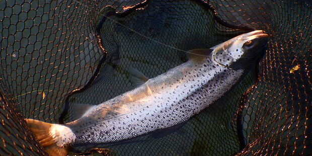 Havørred i net. Foto: Fishing Zealand.