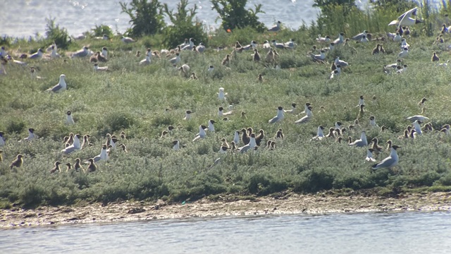 Stor koloni af hættemåger. Foto: WSP.