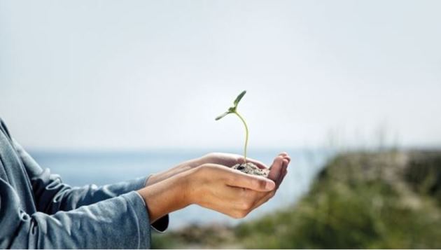 Hænder holder grøn plante. Foto: Colourbox.