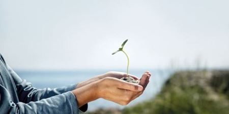 Hænder holder grøn plante. Foto: Colourbox.