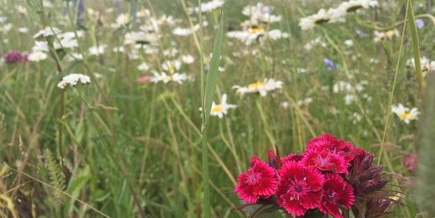 Vilde blomster i vejgrøft i Vinge. Foto: Frederikssund Kommune.