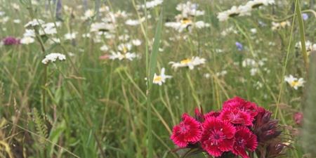 Vilde blomster i vejgrøft i Vinge. Foto: Frederikssund Kommune.