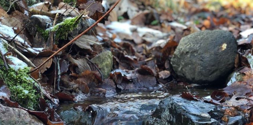 Lille vandløb i en skovbund. Foto: Colourbox.