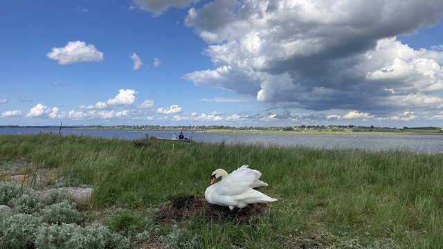 Svane ved Roskilde Fjord. Foto: WSP.
